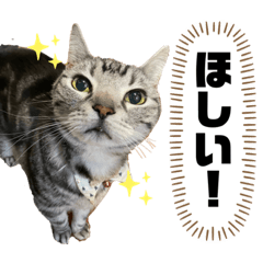 [LINEスタンプ] ちょこにゃんのスタンプ