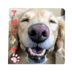 [LINEスタンプ] ダックスのりりちゃん