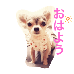 [LINEスタンプ] ちわわの柚ちゃん灯ちゃん日常で使える