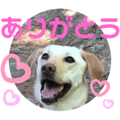 [LINEスタンプ] 毎日らぶらどーる3