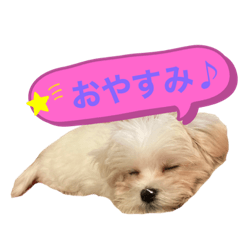 [LINEスタンプ] マルチーズにこのスタンプの画像（メイン）