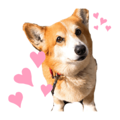[LINEスタンプ] まろまろコーギー