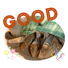 [LINEスタンプ] 胸キュン♡おかやどかり(Hermit crab)