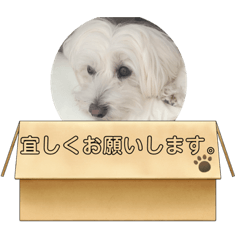 [LINEスタンプ] ラテ♂まるぷー