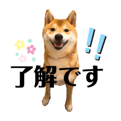 [LINEスタンプ] 柴犬 こた兄さん2