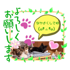 [LINEスタンプ] にゃんこの日常パート4