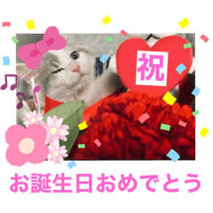 [LINEスタンプ] 幸せの白猫アーニャ お洒落なサイベリアン2