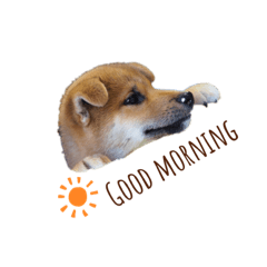 [LINEスタンプ] 柴犬 風太_風チャン