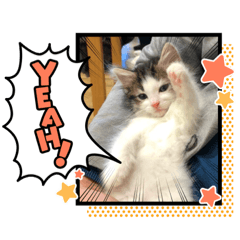 [LINEスタンプ] ノル森のレーヌちゃん