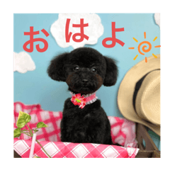 [LINEスタンプ] トイプードルの日常ぶらっく