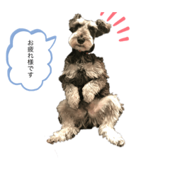 [LINEスタンプ] シュナウザーのジョバンヌ君第1弾