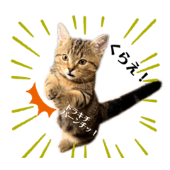 [LINEスタンプ] トラちゃん★⭐︎
