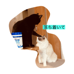 [LINEスタンプ] 白と黒猫