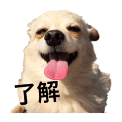 [LINEスタンプ] ここ01