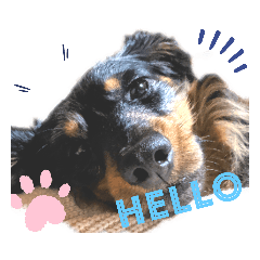 [LINEスタンプ] かわいいレオちゃんのスタンプ♪