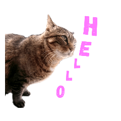 [LINEスタンプ] 魚屋さんの猫店長1
