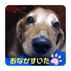 [LINEスタンプ] 我が家のワンコさん