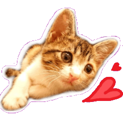 [LINEスタンプ] 三毛猫狂想曲 ～みもりはまだまだ成長中～