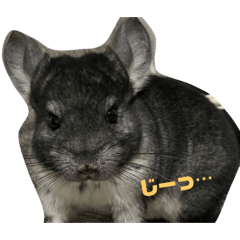 [LINEスタンプ] チンチラのコトロちゃん！