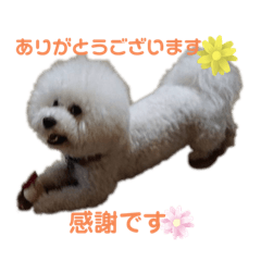 [LINEスタンプ] ビションチャチャ
