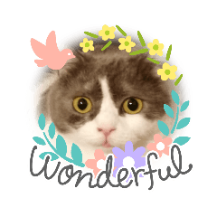 [LINEスタンプ] カワイイねこスタンプ