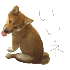 [LINEスタンプ] ガウガウ犬りんご君2
