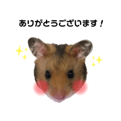 [LINEスタンプ] ゴールデンハムスターのタロウくん