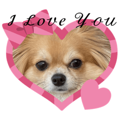 [LINEスタンプ] チワワのまめたん愛を伝える❤