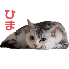 [LINEスタンプ] サバトラららのスタンプ