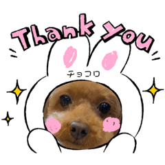 [LINEスタンプ] らぶ＆チョコロ ご挨拶スタンプ