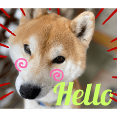 [LINEスタンプ] しばーば