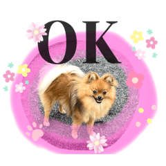 [LINEスタンプ] ポメラニアンのくぅちゃん第二弾