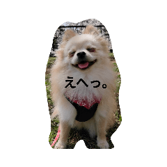 [LINEスタンプ] ポメラニアンのココ。
