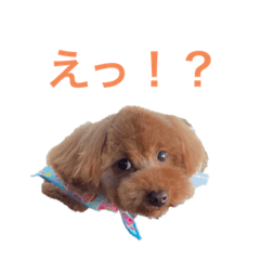 [LINEスタンプ] トイプードルな生活