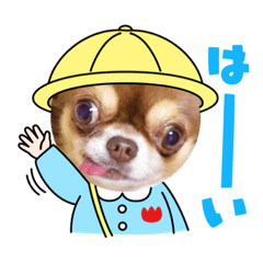 [LINEスタンプ] ちわわの画像