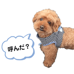 [LINEスタンプ] トイプードルのちょこだよ