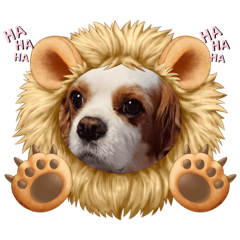 [LINEスタンプ] キャバリア（ドン）とチワワ（クー）