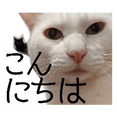 [LINEスタンプ] しろくろshirokuro