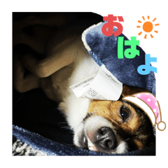 [LINEスタンプ] Tee time dogのスタンプ①