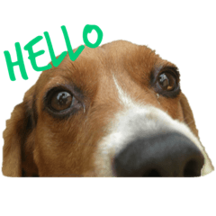 [LINEスタンプ] ビーグル犬 ラックくん