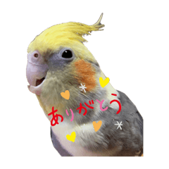 [LINEスタンプ] うちのインコが可愛すぎる件について