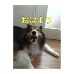 [LINEスタンプ] 犬のワンちゃんだよん〜