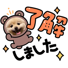 [LINEスタンプ] ポメラニアンぽめ