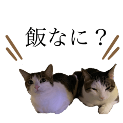 [LINEスタンプ] にゃんずの毎日