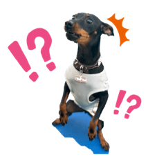 [LINEスタンプ] ミニピンCoCo①