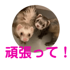[LINEスタンプ] しろ と ちょこ (フェレット)