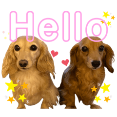 [LINEスタンプ] うちのダックスちゃん♡『すもも＆チロ』